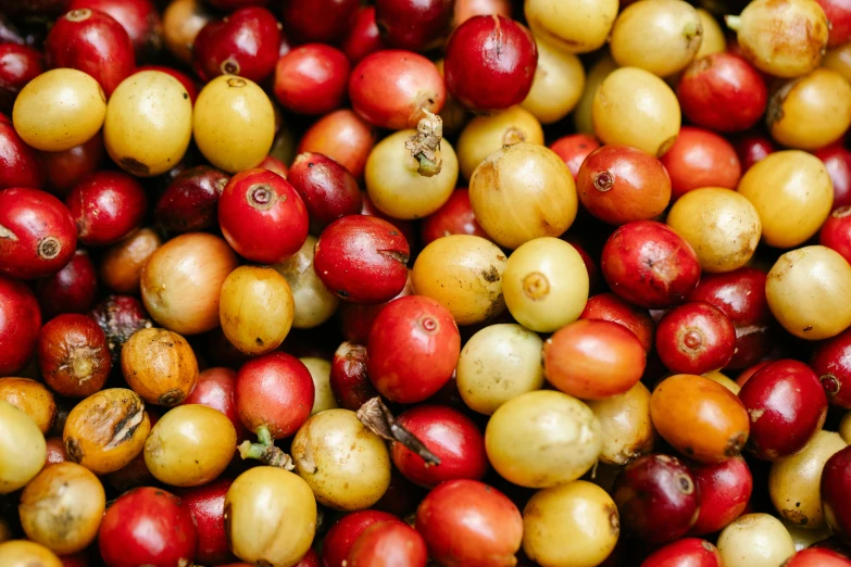 a pile of red and yellow coffee cherries, inspired by Ceferí Olivé, trending on unsplash, thumbnail, 🦩🪐🐞👩🏻🦳, starbucks, up close image