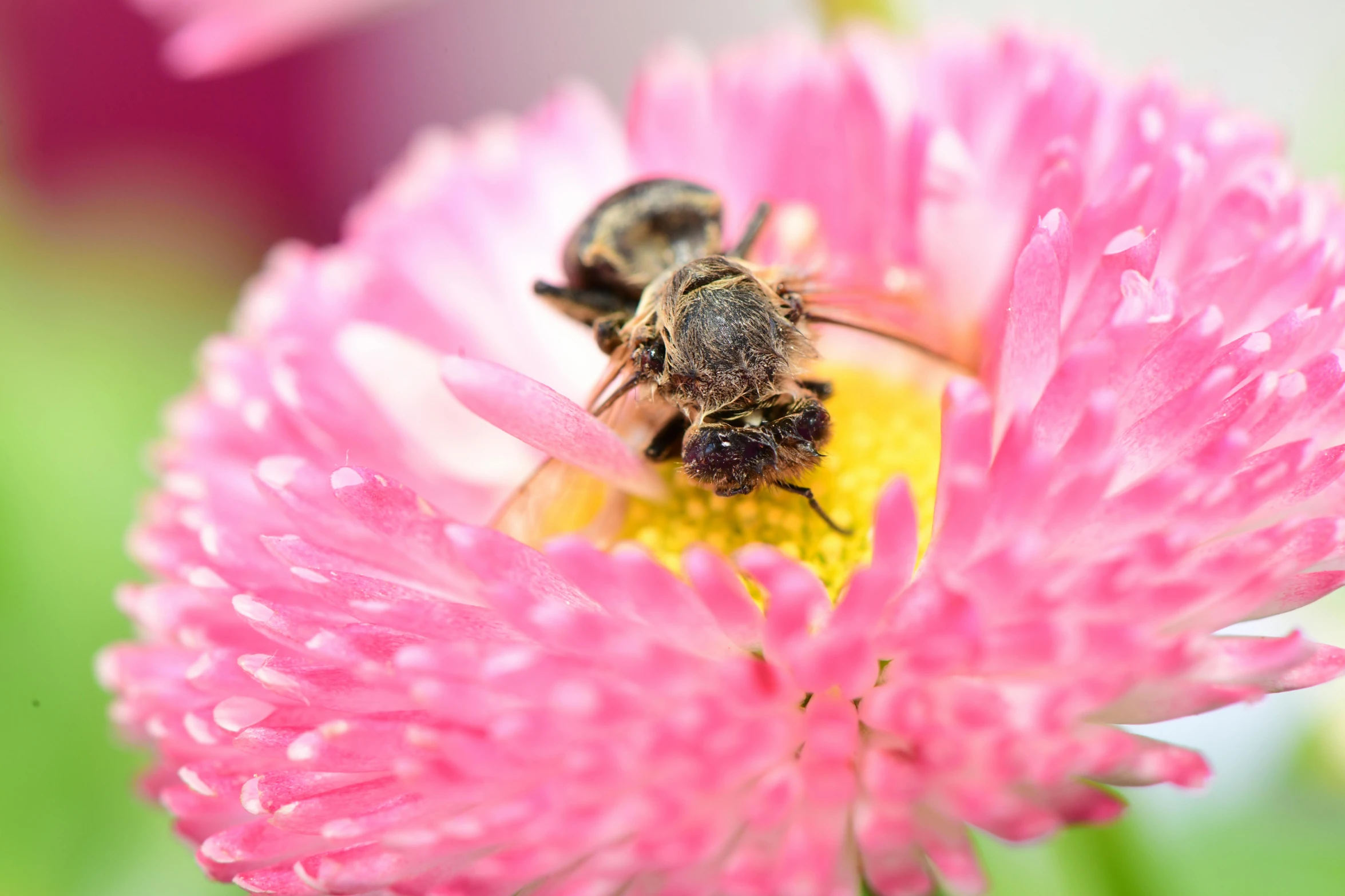 a bee sitting on top of a pink flower, two male, pollen, high quality product image”, facing the camera