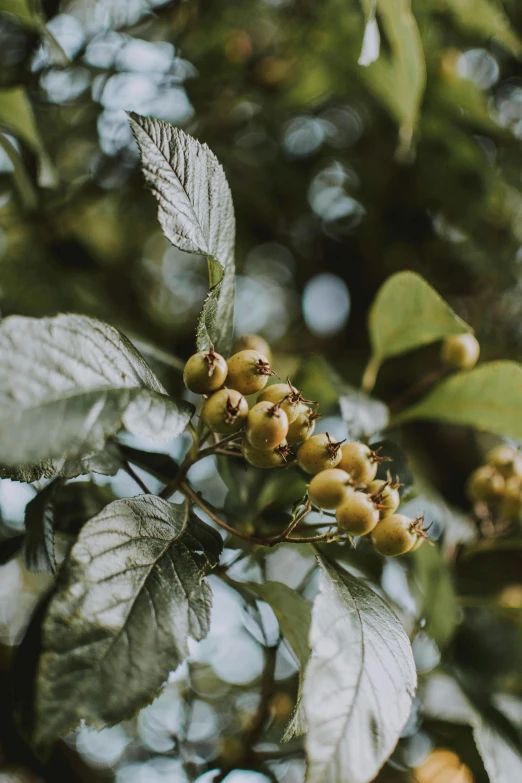 a close up of a bunch of fruit on a tree, a digital rendering, inspired by Elsa Bleda, trending on pexels, nothofagus, grainy vintage, poison ivy, a blond