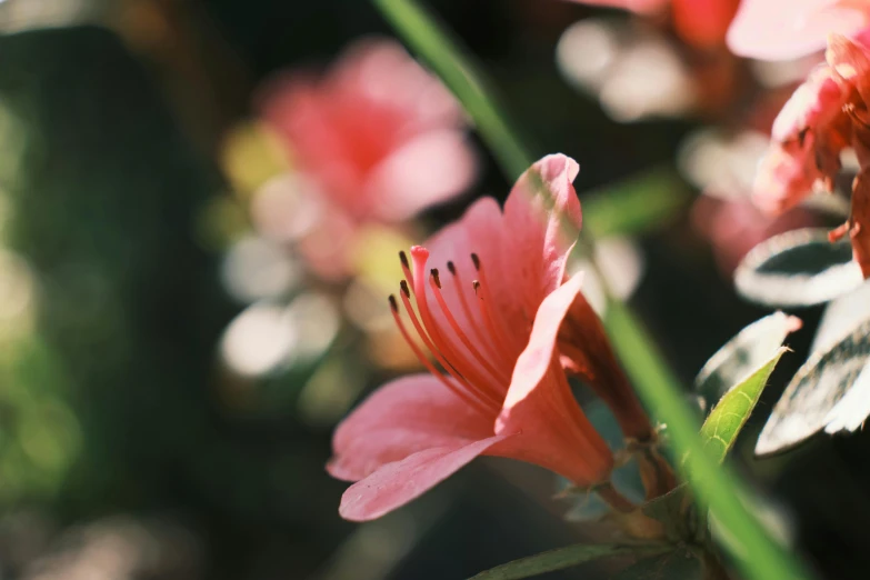 a close up of a pink flower with green leaves, unsplash, medium format. soft light, instagram post, red blooming flowers, lillies