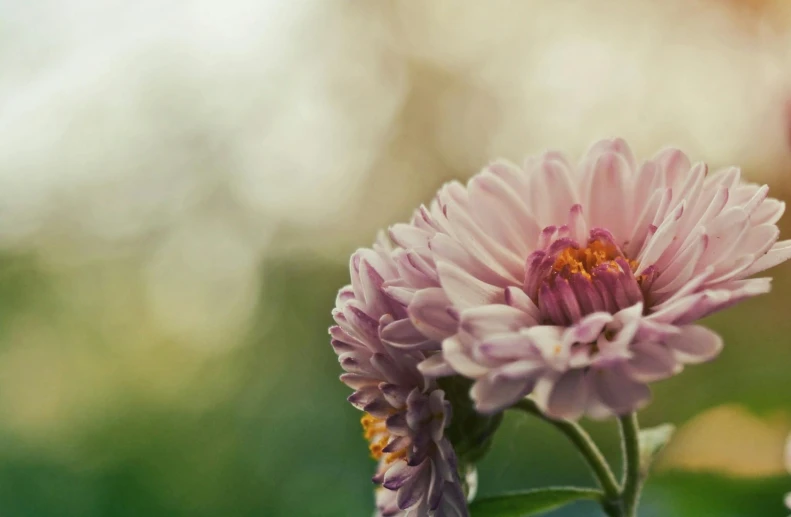 a close up of a flower with a blurry background, unsplash, romanticism, chrysanthemum eos-1d, muted colours 8 k, multicolored, ground - level medium shot