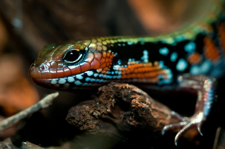 a close up of a lizard on a branch, a portrait, trending on pexels, multi - coloured, snake oil skin, australian, portrait”