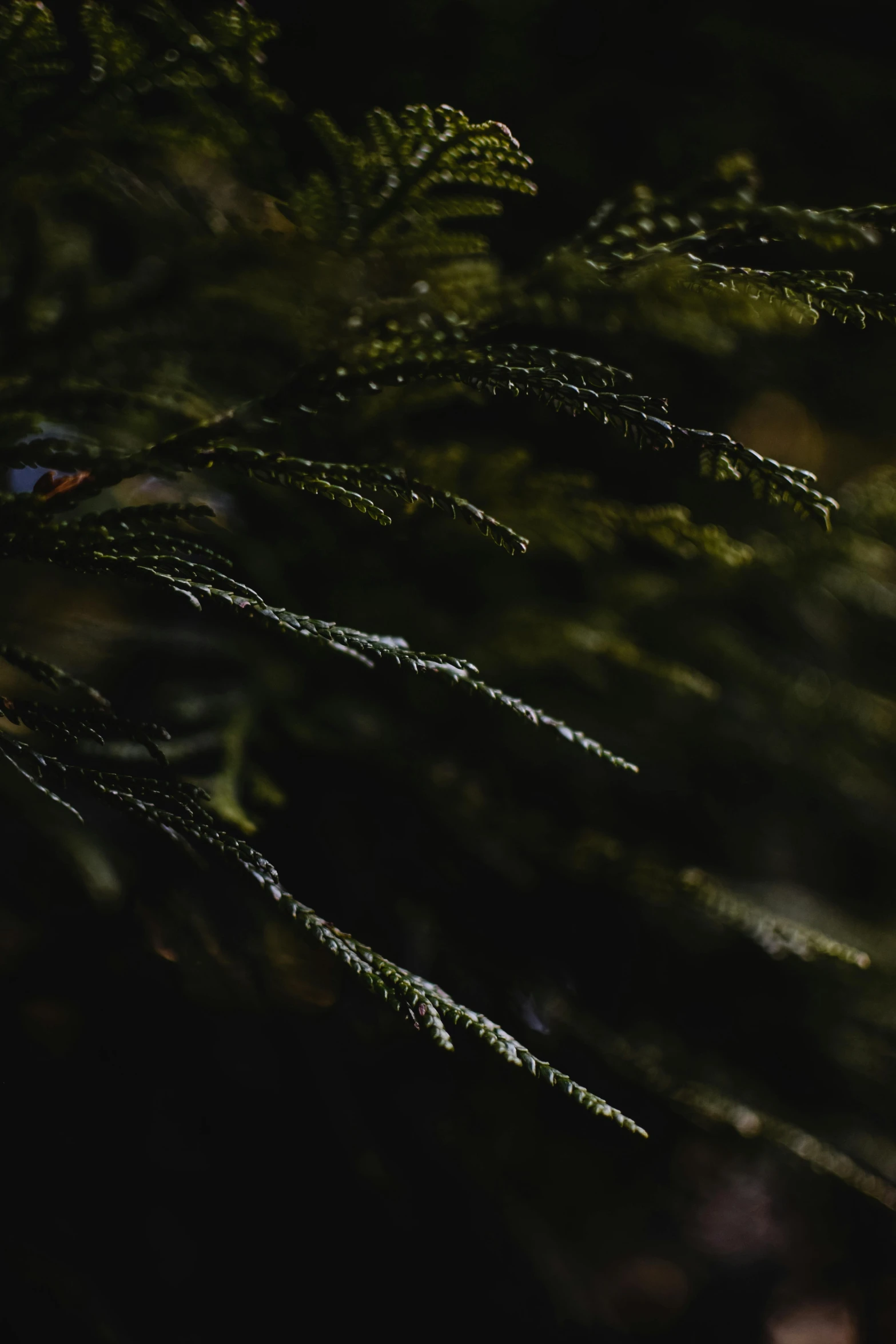 a white bird sitting on top of a tree branch, a macro photograph, inspired by Elsa Bleda, unsplash, dense lush forest at night, black fir, sinuous fine roots, black and green