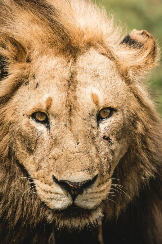 a close up of a lion in a field, by Daniel Lieske, high angle closeup portrait, slightly dirty face, as photograph, portrait mode photo