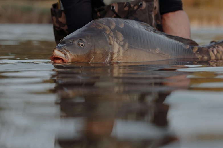 a man holding a fish in a body of water, up close, mr beast, octane, beautiful rtx reflections