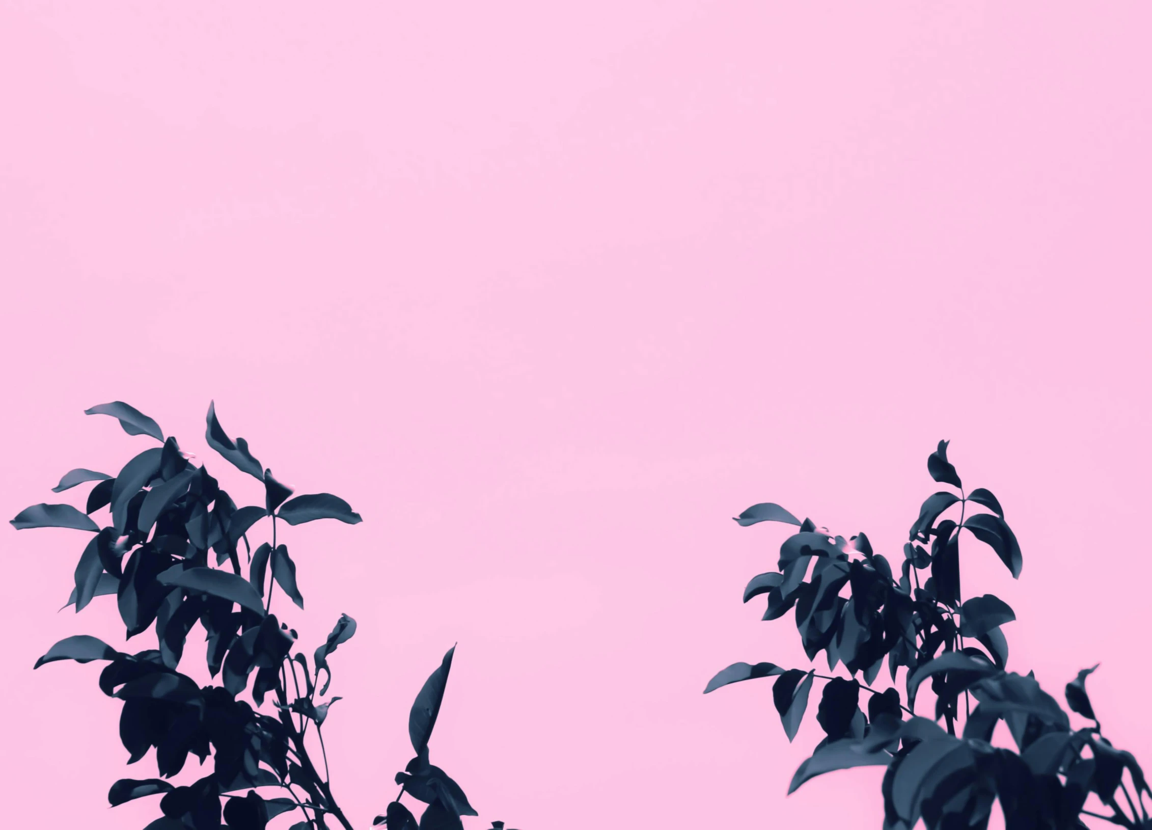 a couple of birds sitting on top of a tree, an album cover, inspired by Ren Hang, trending on unsplash, postminimalism, ((pink)), 4 k hd wallpapear, plants growing, single color