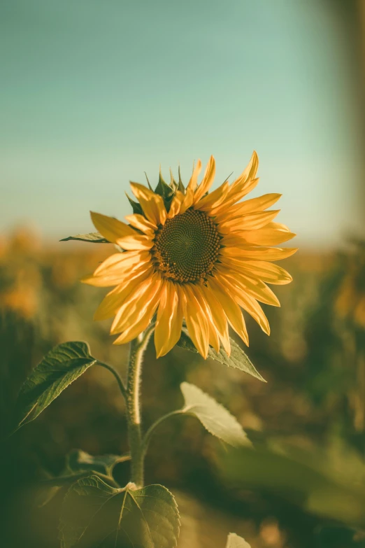 a close up of a sunflower in a field, unsplash photography, paul barson, sunny atmosphere, slide show