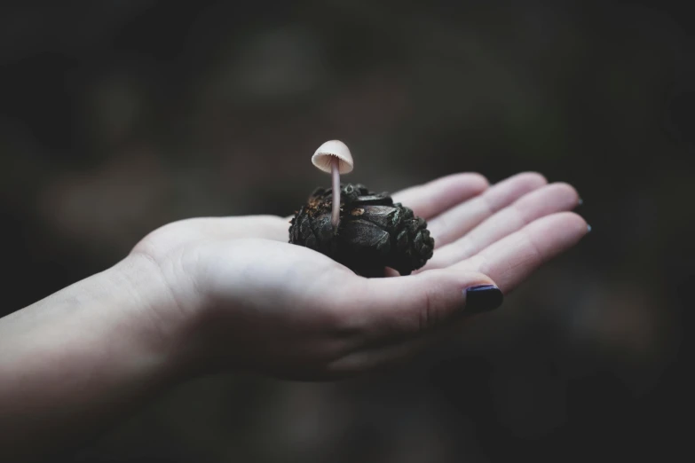 a person holding a small mushroom in their hand, by Elsa Bleda, unsplash, dark mushroom, made of glazed, the earth sprouts lava, amanda clarke