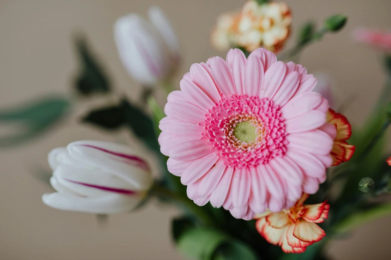 a close up of a pink flower in a vase, trending on pexels, chrysanthemum and tulips, close-up product photo, multicoloured, light pink