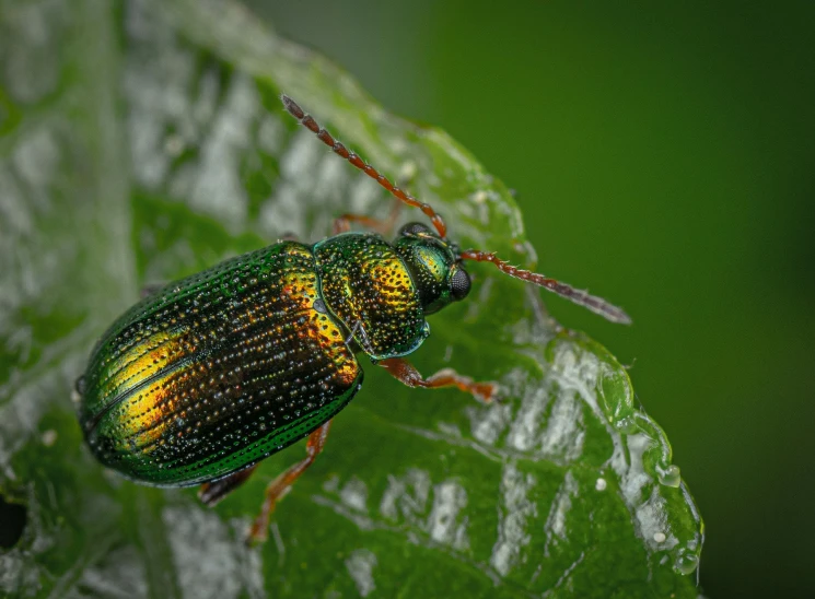 a beetle sitting on top of a green leaf, by Adam Marczyński, pexels contest winner, glossy flecks of iridescence, gold, full body extreme closeup, highly textured