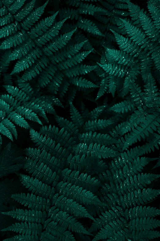 a close up of a bunch of green leaves, an album cover, inspired by Elsa Bleda, trending on unsplash, renaissance, fern, nighttime, high quality screenshot, sustainable materials