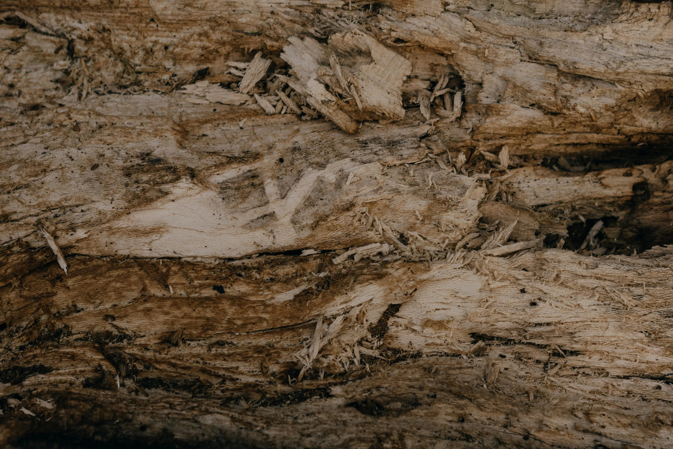 a close up of a piece of wood, insanly detailed, background image, alessio albi, brown canyon background