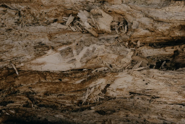 a close up of a piece of wood, insanly detailed, background image, alessio albi, brown canyon background
