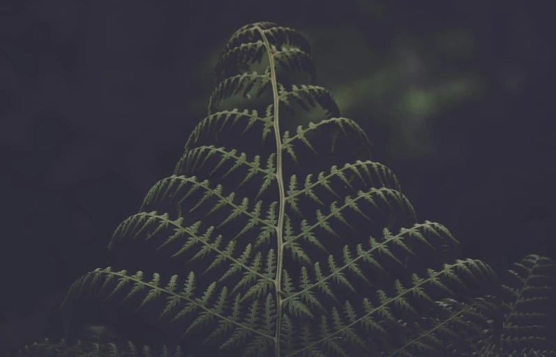 a close up of a fern leaf on a dark background, an album cover, inspired by Elsa Bleda, alessio albi, vertical, instagram post, medium