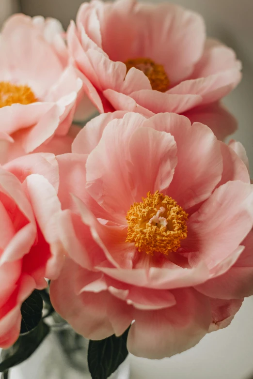 a vase filled with pink flowers on top of a table, by Daniel Seghers, trending on unsplash, peony flower, organic detail, highly detailed close up shot, poppy