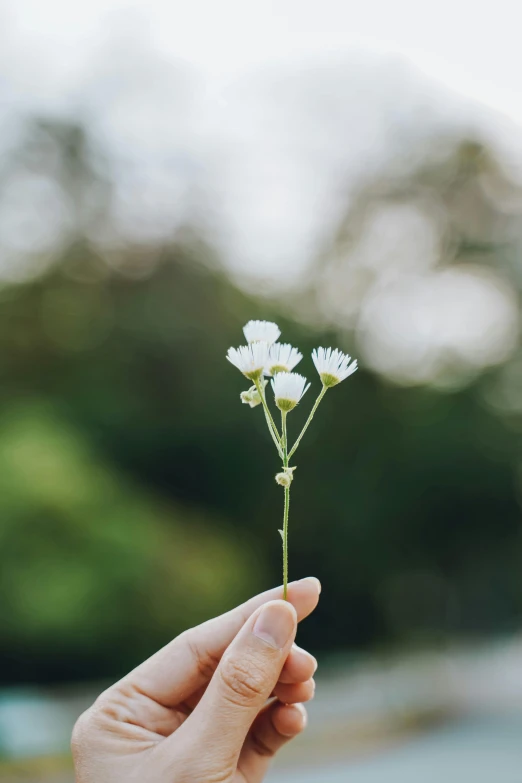 a person holding a small white flower in their hand, unsplash, al fresco, multiple stories, white, sustainable