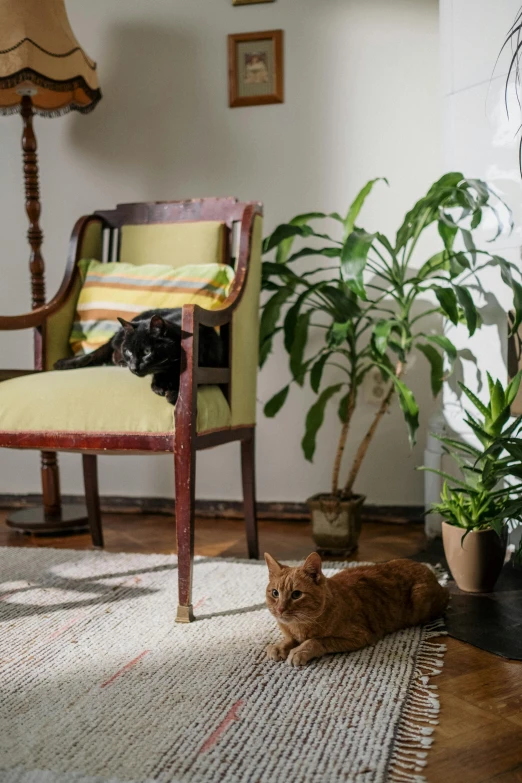 a cat laying on a rug in a living room, inspired by Elsa Bleda, unsplash, arts and crafts movement, old chairs, demur, tall plants, antique renewal