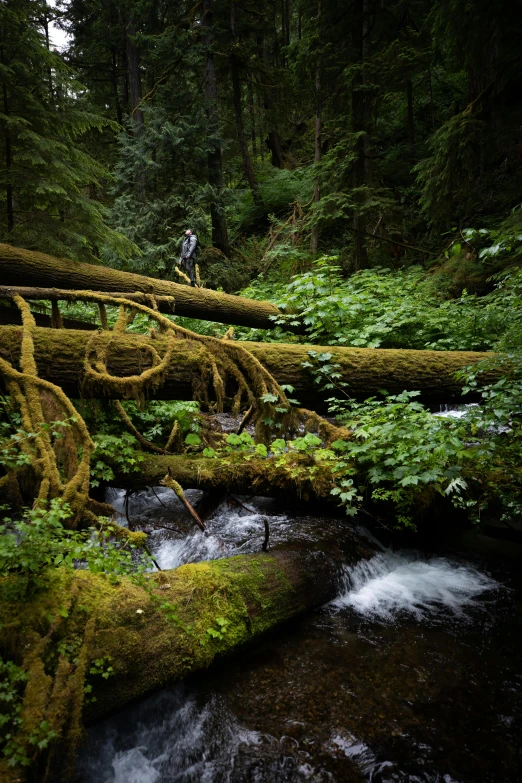 a person standing on a fallen tree over a river, by Jessie Algie, lush mossy canyon, wildlife photo, f / 2 0, full frame image