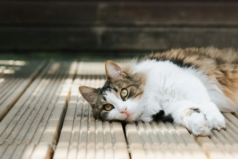 a cat laying on top of a wooden floor, a portrait, unsplash, in a sun lounger, instagram photo, attractive photo, gif