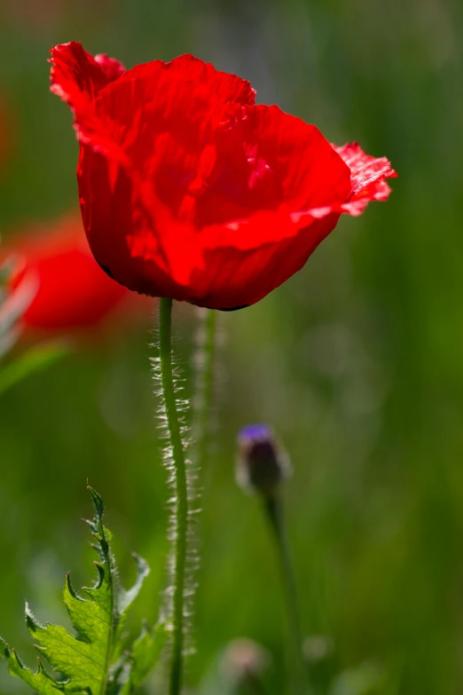 a close up of a red flower in a field, a portrait, by David Simpson, soft light - n 9, ww 1, mediterranean, a tall