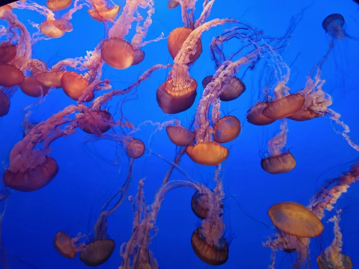 a group of jellyfish swimming in an aquarium, unsplash, fan favorite, san francisco, hydra, 🦩🪐🐞👩🏻🦳