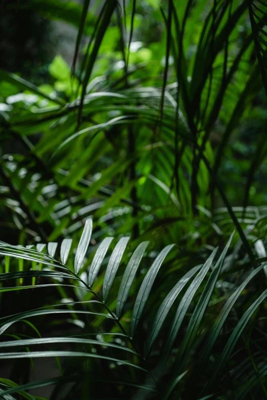 a forest filled with lots of green plants, inspired by Elsa Bleda, unsplash, sumatraism, palm lines, sustainable materials, up close, subtle detailing