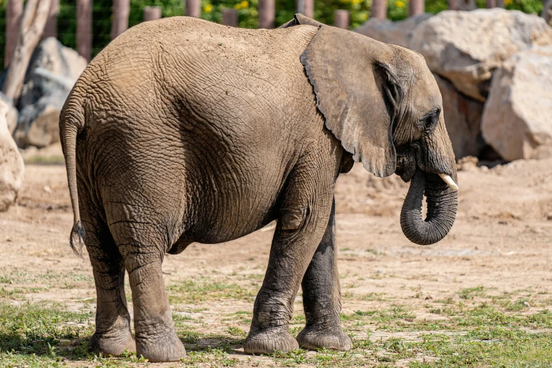 a large elephant standing on top of a grass covered field, pexels contest winner, zoo, 🦩🪐🐞👩🏻🦳, 2 3 years old, african sybil