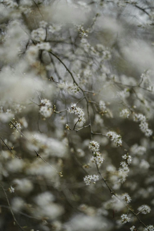 a bunch of white flowers sitting on top of a tree, unsplash, tonalism, paul barson, early spring, scattered, mystical kew gardens