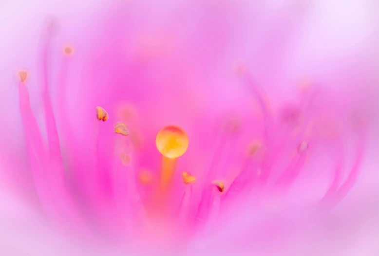 a close up view of a pink flower, a macro photograph, inspired by Hirosada II, art photography, yellow purple, pink zen style, full of colour 8-w 1024, pink and yellow