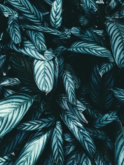 a close up of a plant with green leaves, an album cover, inspired by Elsa Bleda, trending on unsplash, symbolism, dark flower pattern wallpaper, silver and blue colors, profile image, dark. no text