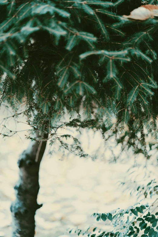 a red fire hydrant sitting next to a tree, inspired by Elsa Bleda, unsplash, tonalism, evergreen branches, full frame image, pine, grainy photograph
