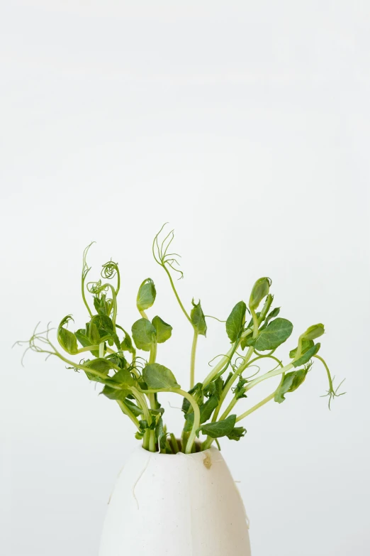 a white vase with some green plants in it, by Jessie Algie, salad, twisting organic tendrils, 8l, seeds