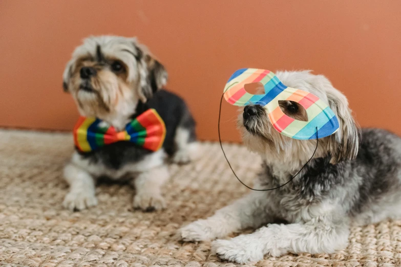 a couple of dogs laying on top of a carpet, by Julia Pishtar, rainbow colored dust mask, bow tie, wearing a colorful men's suit, thumbnail