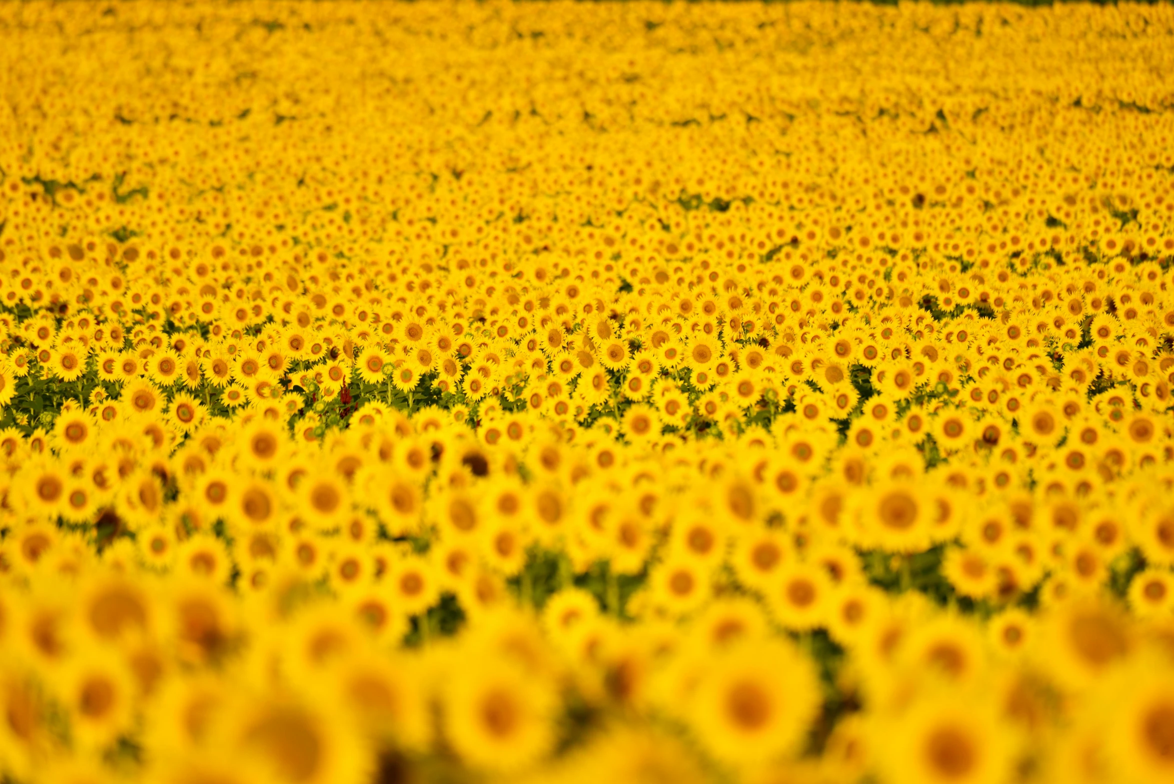 a field of sunflowers on a sunny day, a picture, by Yasushi Sugiyama, precisionism, fan favorite, andres gursky, no depth of field, in 2 0 1 2