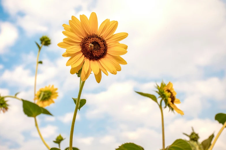 a field of sunflowers with a blue sky in the background, by Carey Morris, pexels contest winner, depicting a flower, brown, slide show, instagram post