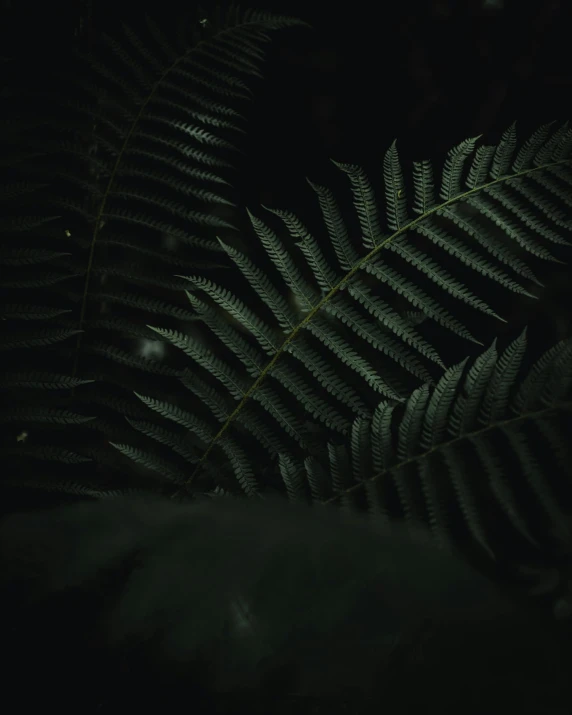 a fern leaf in the dark, an album cover, inspired by Elsa Bleda, unsplash contest winner, hurufiyya, low quality photo, today\'s featured photograph 4k, photo of scp-173, portrait of wild