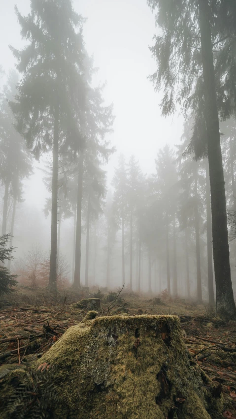 a foggy forest with a rock in the foreground, by Sebastian Spreng, spruce trees on the sides, ((forest)), black forest, multiple stories