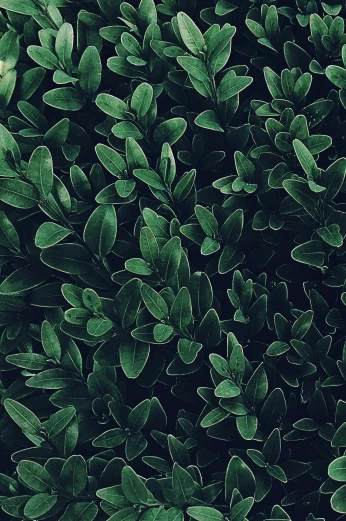 a close up of a plant with green leaves, inspired by Art Green, trending on pexels, ( ( dark green, with soft bushes, iphone wallpaper, made of leaves