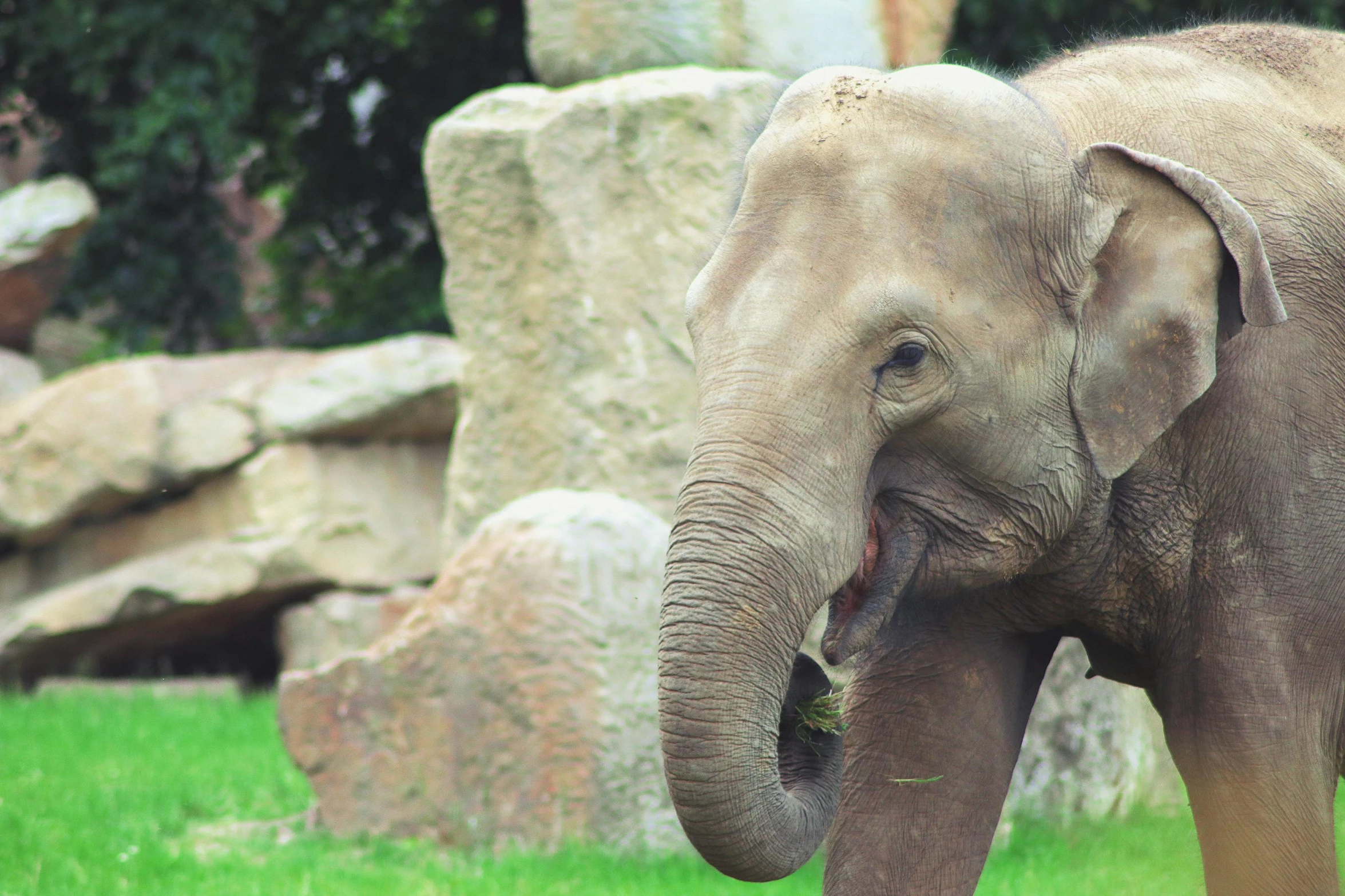 an elephant standing on top of a lush green field, zoo, portrait”, instagram post, ancient majestic