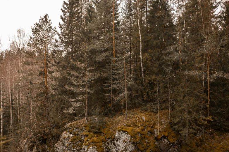 a herd of sheep standing on top of a lush green hillside, by Jaakko Mattila, pexels contest winner, tonalism, tall pine trees, large rocks with thick moss, winter forest, ((trees))