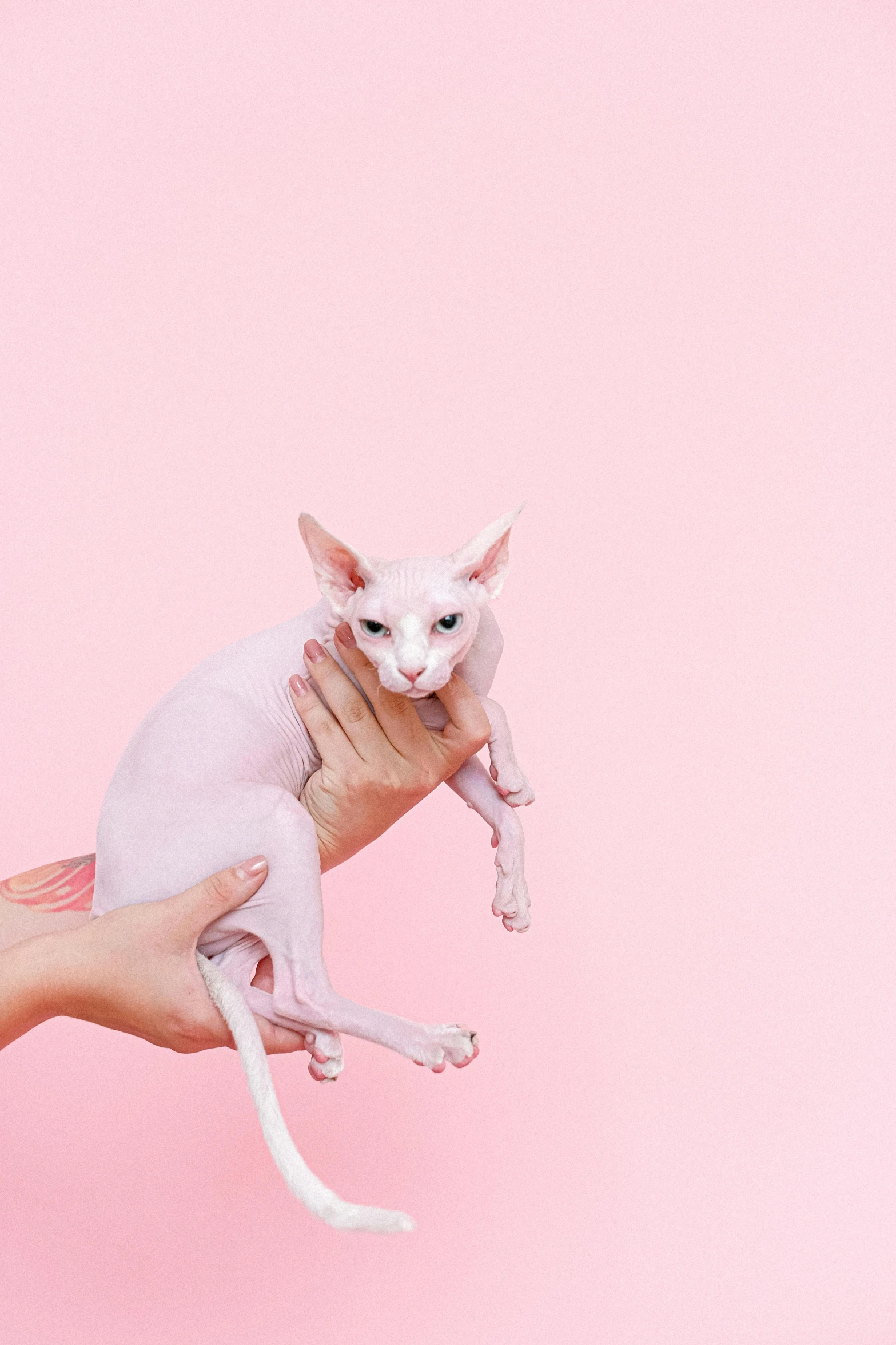 a person holding a white cat on a pink background, trending on pexels, aestheticism, sphinx cat, emaciated, flatlay, to