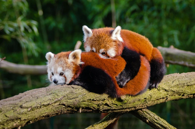 a couple of red pandas sitting on top of a tree branch, trending on pexels, slide show, laying on their back, multicoloured, extremely high resolution