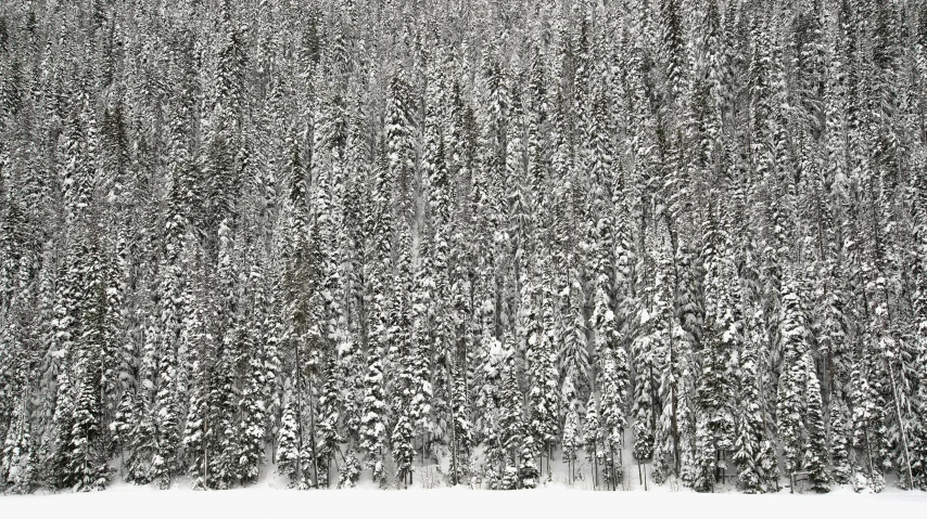 a black and white photo of a snow covered forest, an ultrafine detailed painting, inspired by Andreas Gursky, pexels, ffffound, wyoming, alec soth : : love, spruce trees