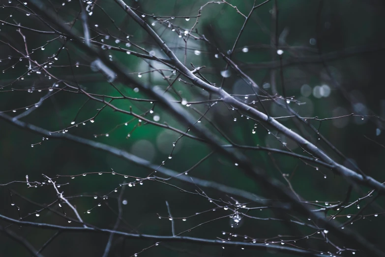 a close up of a tree with water droplets on it, inspired by Elsa Bleda, unsplash, art photography, an image of a moonlit forest, branches wrapped, hanging trees, dark green water