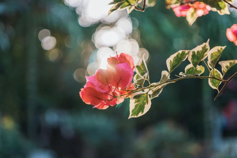 a pink flower sitting on top of a tree branch, unsplash, glowing red, light glare, instagram post, multicoloured