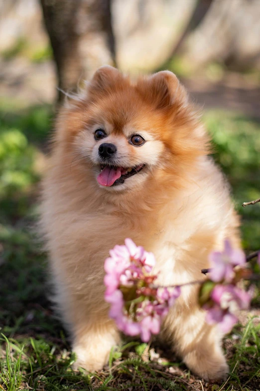 a small brown dog standing on top of a lush green field, pexels contest winner, renaissance, pomeranian, blossoms, closeup of an adorable, pastel'