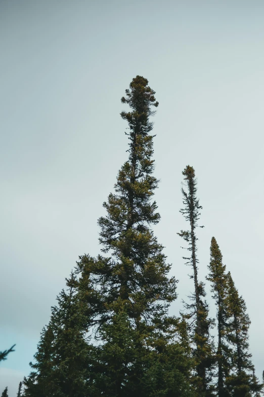 a man flying through the air while riding a snowboard, ((trees)), big overcast, bristlecone pine trees, low quality photo