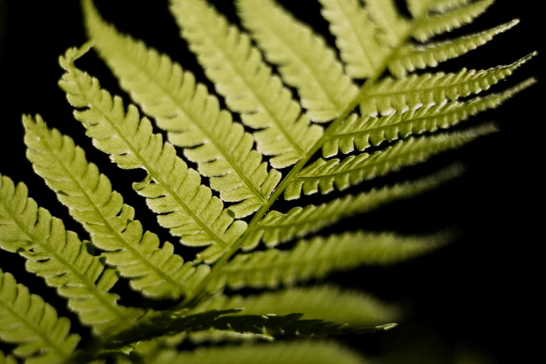 a close up of a fern leaf on a black background, by Adam Chmielowski, unsplash, hurufiyya, shot on sony a 7, illustration, nothofagus, gardening