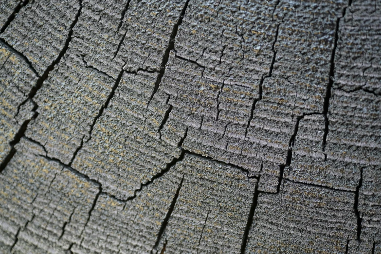 a close up of a piece of wood with cracks, a macro photograph, by Jakob Häne, auto-destructive art, grey, 3d printed line texture, tree; on the tennis coat, pbr material