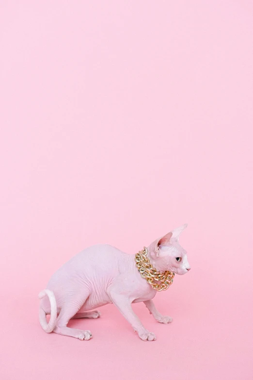 a white cat with a gold collar on a pink background, an album cover, trending on unsplash, ffffound, patricia piccinini, hairless, gold chain